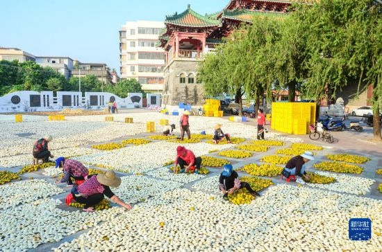 11月25日，在廣東省江門市新會區(qū)一處空地，人們對新會柑皮進行翻皮晾曬。