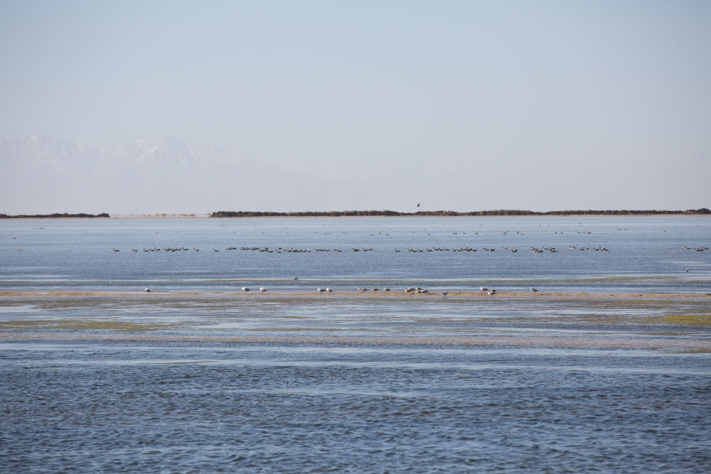 鳥兒在青海察爾汗鹽湖邊的淡水湖上棲息（2017年9月10日攝）。新華社記者 金立旺 攝