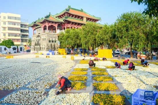11月25日，在廣東省江門市新會區(qū)一處空地，人們對新會柑皮進行翻皮晾曬。