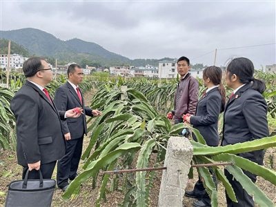  圖④：岑溪法院糯垌法庭法官深入轄區(qū)火龍果基地調(diào)研。