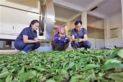  圖③：蒼梧法院六堡法庭法官深入茶企了解企業(yè)生產(chǎn)經(jīng)營情況。