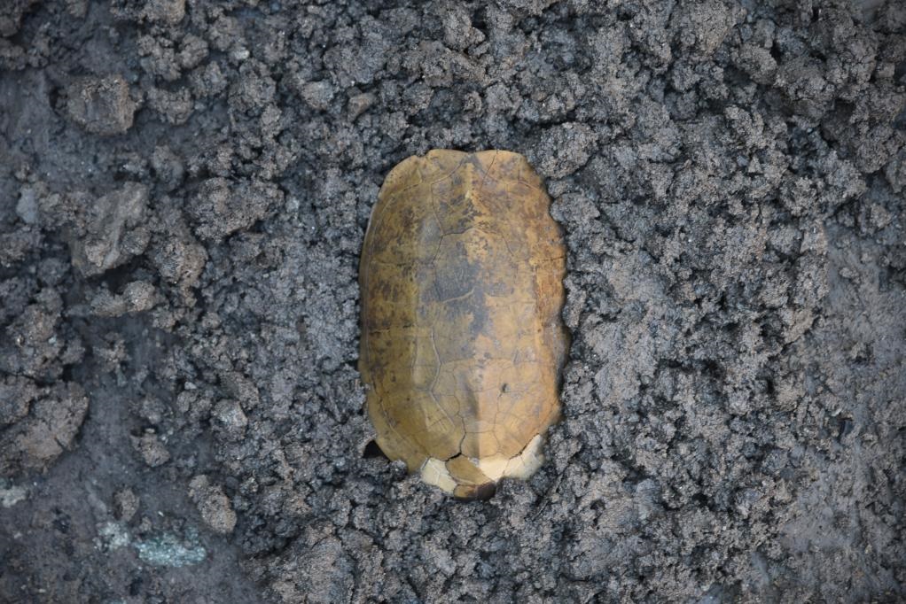 汶溪遺址出土的河姆渡文化早期完整龜甲。寧波市文化遺產(chǎn)管理研究院供圖