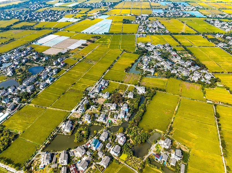 2023年10月22日，浙江海寧市黃灣鎮(zhèn)，金秋時節(jié)，金黃色的稻田與美麗鄉(xiāng)村構成一幅寧靜祥和的畫卷。