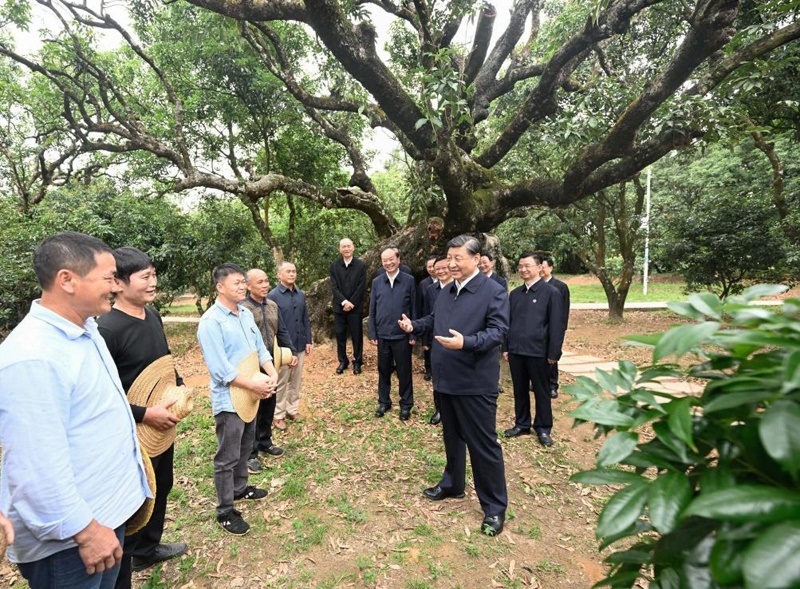 2023年4月11日，習近平總書記在廣東茂名高州市根子鎮(zhèn)柏橋村荔枝種植園，同現(xiàn)場技術人員親切交流。新華社記者 李學仁 攝