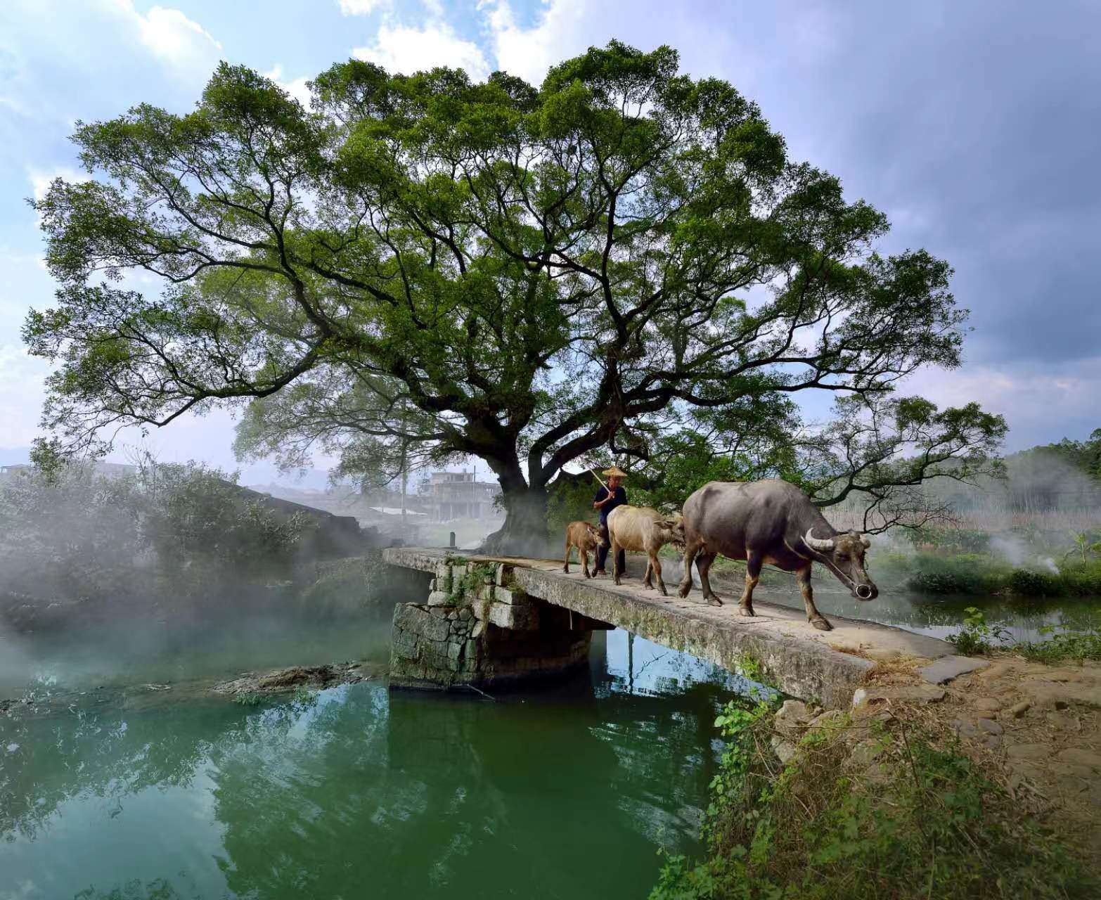 鹿鳴橋。(鄭紀人物處配圖) 張穎 攝