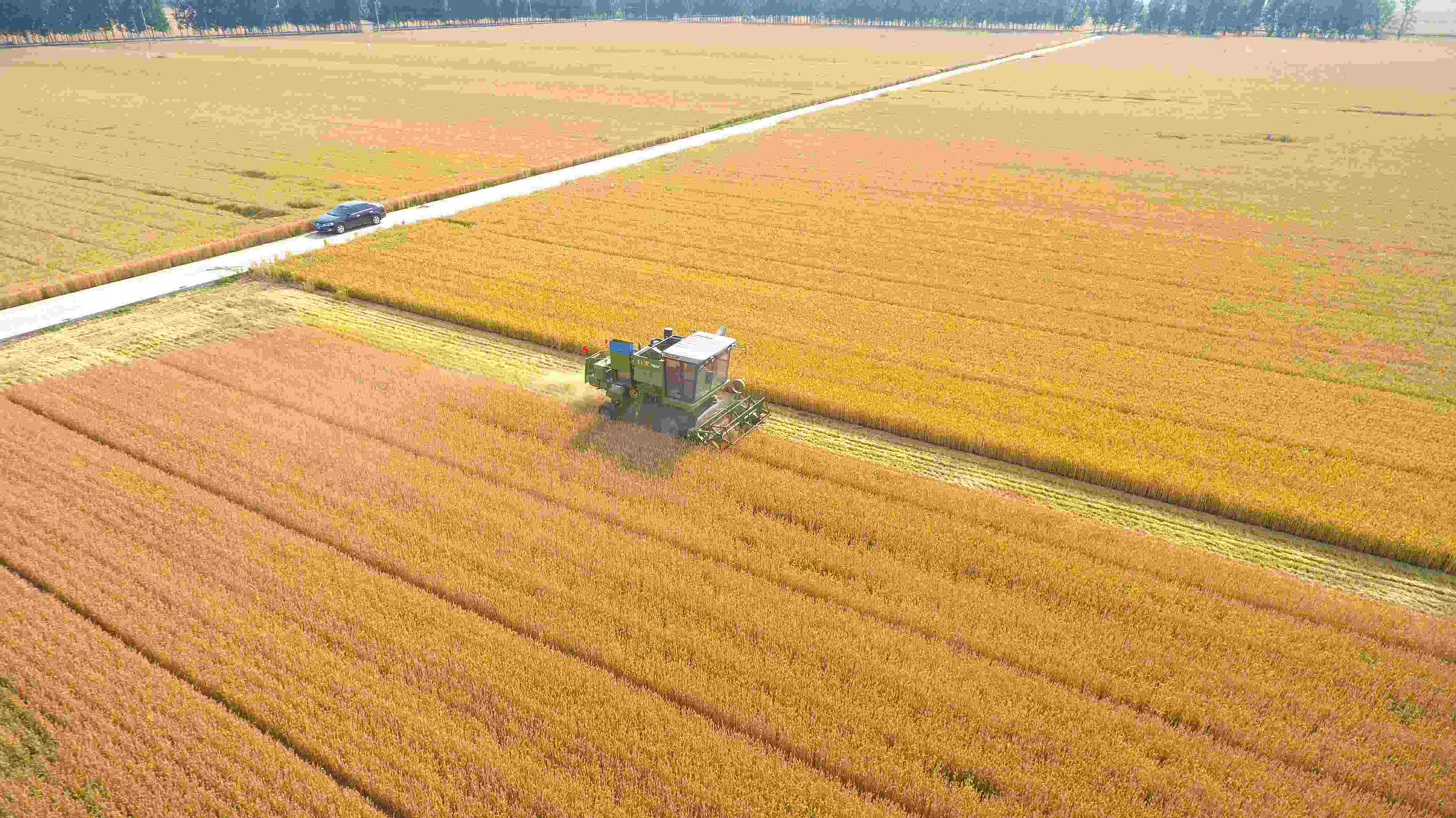 △ 2023年6月5日，山東聊城茌平區(qū)賈寨鎮(zhèn)王藥包村，收割機在田間進行小麥收割作業(yè)。