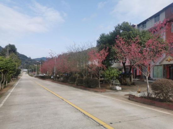 道路兩旁的山櫻花。將樂縣農(nóng)業(yè)農(nóng)村局供圖