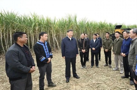 2023年12月14日，習(xí)近平總書記在廣西來賓市國家現(xiàn)代農(nóng)業(yè)產(chǎn)業(yè)園黃安優(yōu)質(zhì)“雙高”糖料蔗基地考察。
