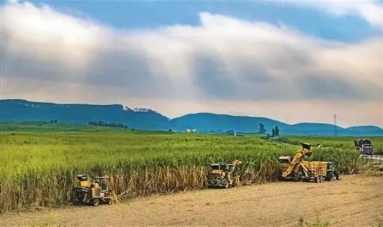 廣西來賓市興賓區(qū)鳳凰鎮(zhèn)黃安村“雙高”糖料蔗基地里，收割機(jī)手正在機(jī)械化砍收糖蔗。