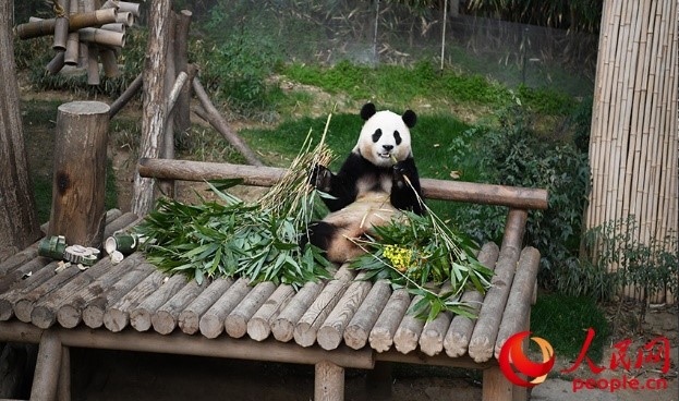 “福寶”享用新鮮的竹子。人民網(wǎng) 李帆攝
