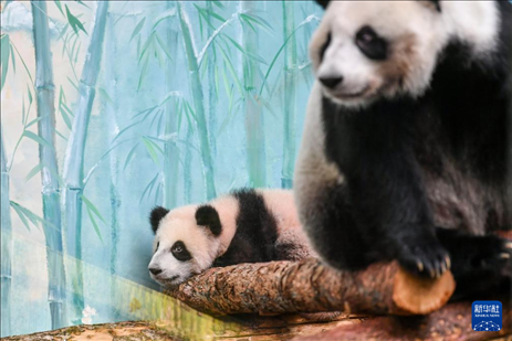 這是3月8日在俄羅斯莫斯科動物園拍攝的大熊貓“喀秋莎”（左）和媽媽“丁丁”。新華社記者 曹陽 攝