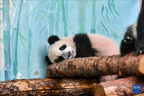 這是3月8日在俄羅斯莫斯科動物園拍攝的大熊貓“喀秋莎”。新華社記者 曹陽 攝