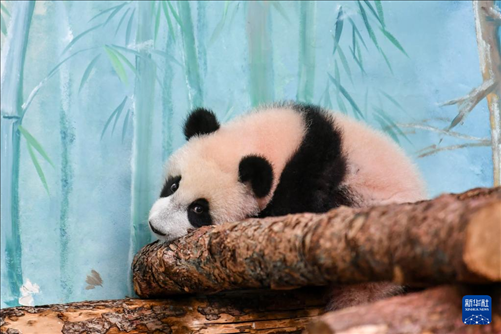 這是3月8日在俄羅斯莫斯科動物園拍攝的大熊貓“喀秋莎”。新華社記者 曹陽 攝