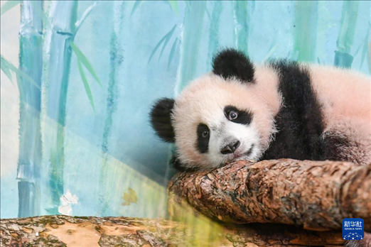 這是3月8日在俄羅斯莫斯科動物園拍攝的大熊貓“喀秋莎”。新華社記者 曹陽 攝