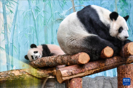 這是3月8日在俄羅斯莫斯科動物園拍攝的大熊貓“喀秋莎”（左）和媽媽“丁丁”。新華社記者 曹陽 攝