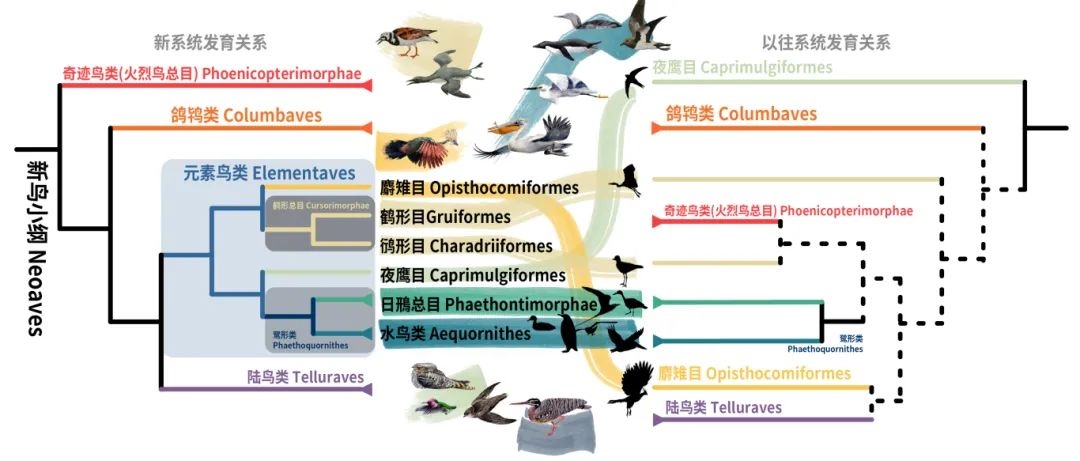 新鳥(niǎo)小綱主要類群的分類變動(dòng)。浙江大學(xué)供圖