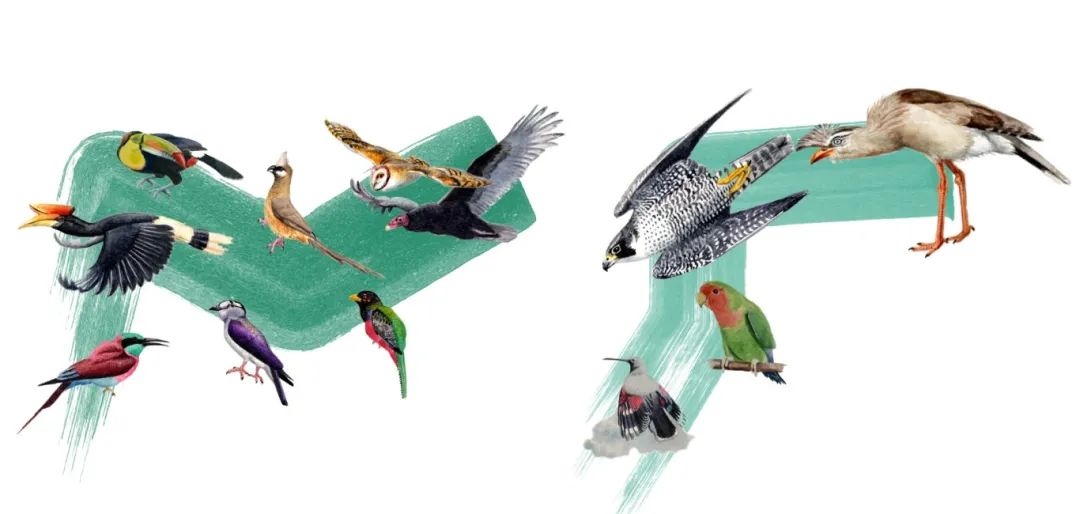 陸鳥(niǎo)類。浙江大學(xué)供圖