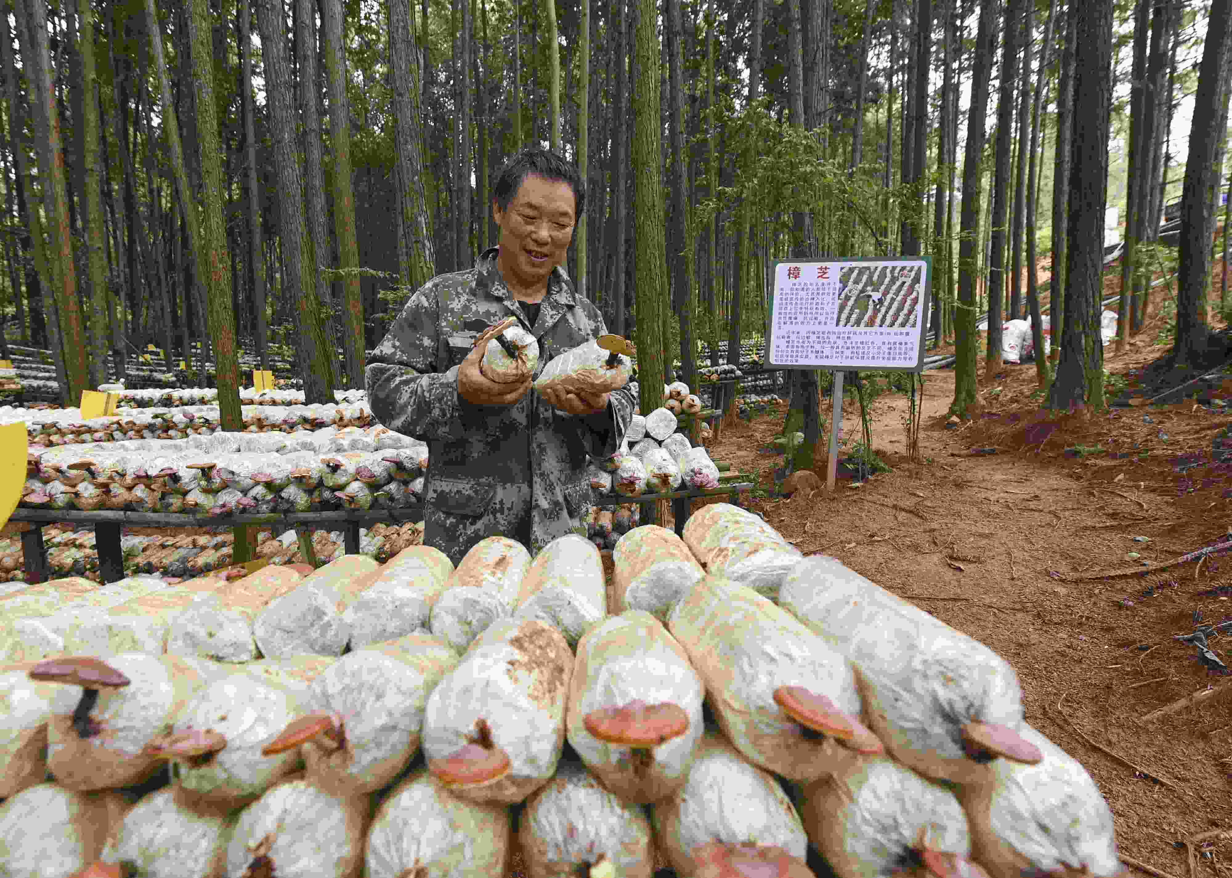 2023年9月21日，江西省撫州市，廣昌縣旴江生態(tài)公益林場，種植戶正在查看樟芝等食用菌的生長情況。