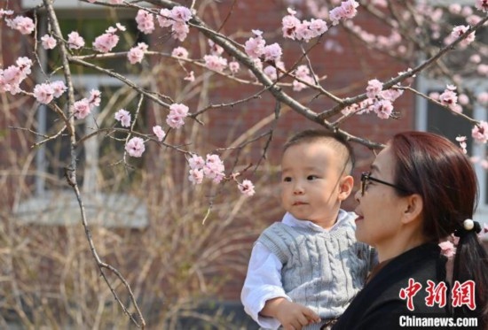4月21日，游客在吉林大學(xué)南嶺校區(qū)賞花。張瑤 攝