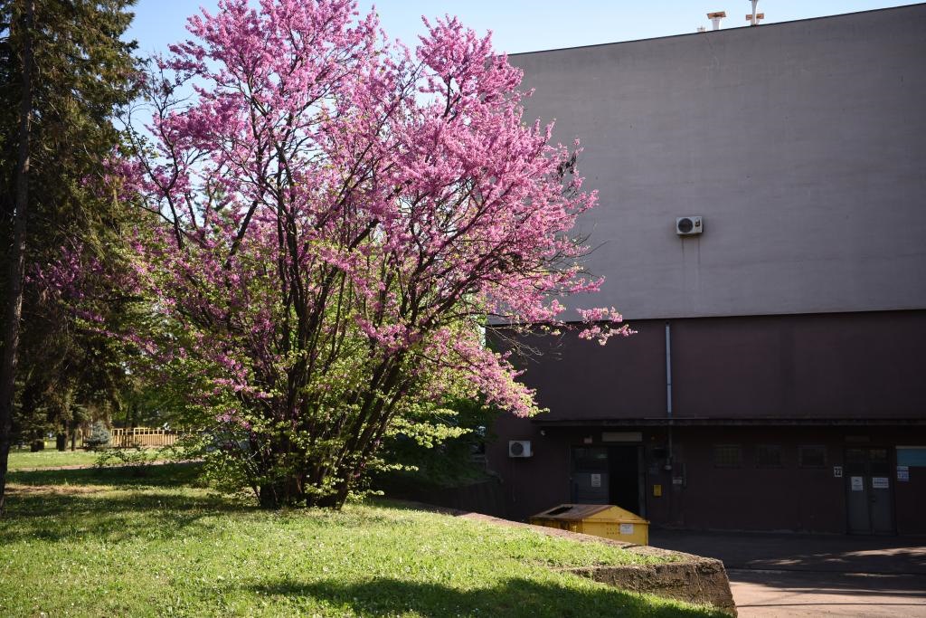 斯梅戴雷沃鋼廠里盛開的南歐紫荊花。