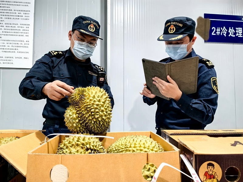 海關(guān)關(guān)員對中老鐵路裝載進(jìn)境榴蓮進(jìn)行查驗。黃中磊攝