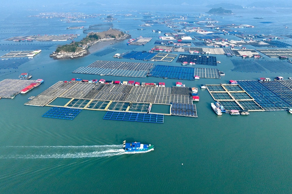 這是2024年1月11日拍攝的福建省寧德市霞浦縣海上養(yǎng)殖區(qū)（無(wú)人機(jī)照片）。新華社記者 姜克紅 攝