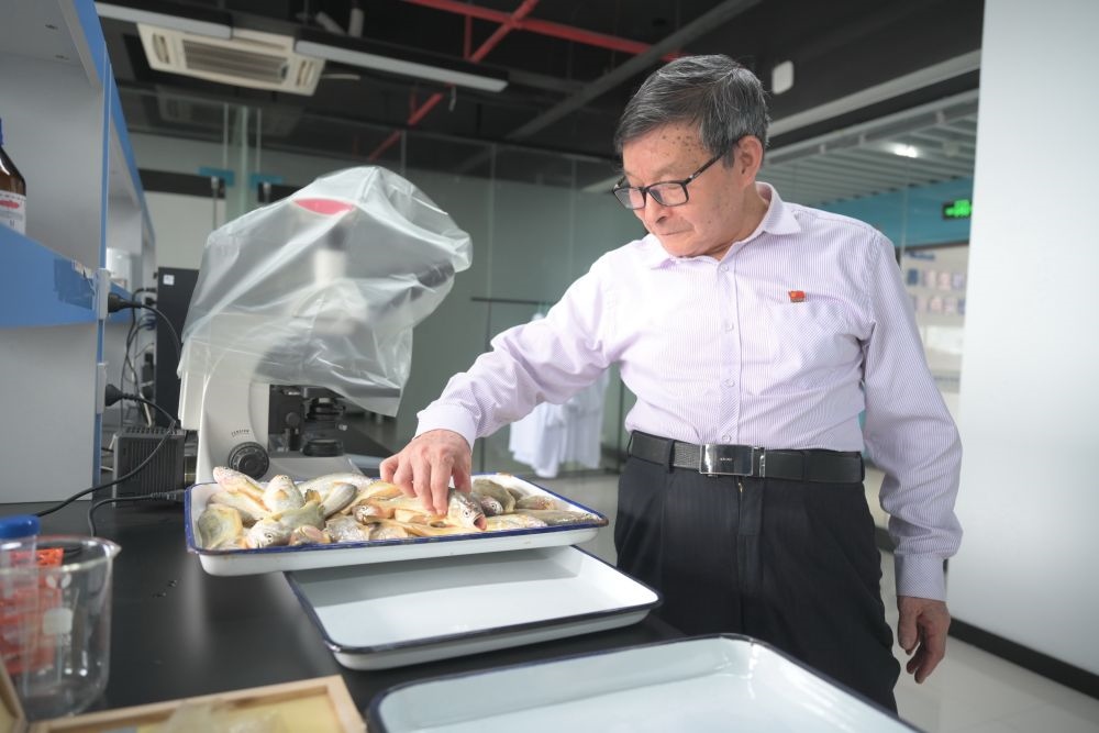 2024年5月8日，劉家富在位于福建省寧德市科技服務(wù)中心大樓的海水養(yǎng)殖生物育種全國(guó)重點(diǎn)實(shí)驗(yàn)室了解大黃魚的培育情況。新華社記者 林善傳 攝