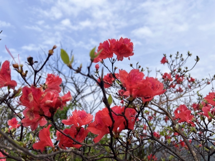 陽明山的杜鵑花。人民網(wǎng) 高清揚(yáng)攝