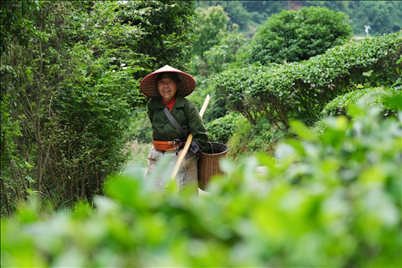 2024年4月24日，湖南省衡陽市耒陽市龍?zhí)伶?zhèn)江頭貢茶葉種植專業(yè)合作社，村民在茶山采摘茶葉，實(shí)現(xiàn)了家門口就業(yè)。