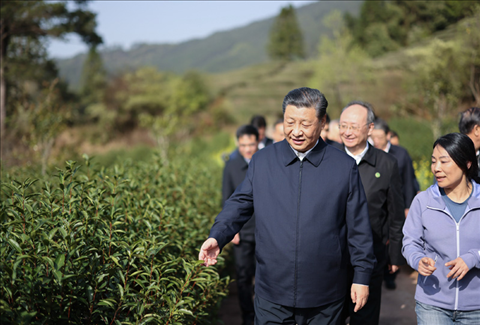 2021年3月22日下午，習(xí)近平在福建省南平市武夷山市星村鎮(zhèn)燕子窠生態(tài)茶園，察看春茶長(zhǎng)勢(shì)，了解當(dāng)?shù)夭璁a(chǎn)業(yè)發(fā)展情況。