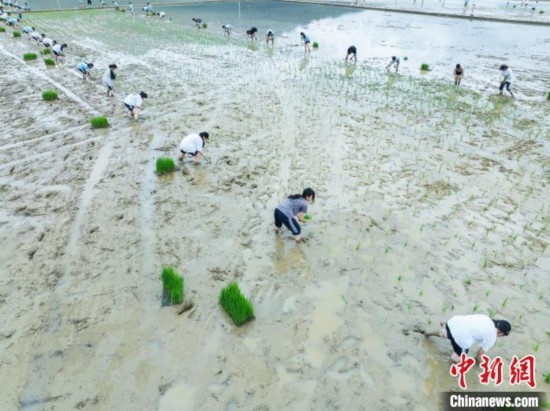 圖為5月21日，航拍綏陽縣旺草中學(xué)學(xué)生在旺草萬畝大壩體驗(yàn)插秧。唐哲 攝