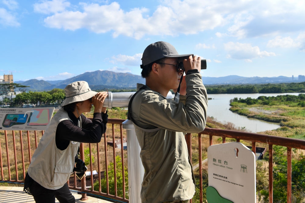  工作人員在深圳福田紅樹林濕地進行黑臉琵鷺種群數(shù)量調查（2024年1月19日攝）。