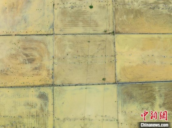 圖為5月21日，航拍綏陽縣旺草中學(xué)學(xué)生在旺草萬畝大壩體驗(yàn)插秧。唐哲 攝