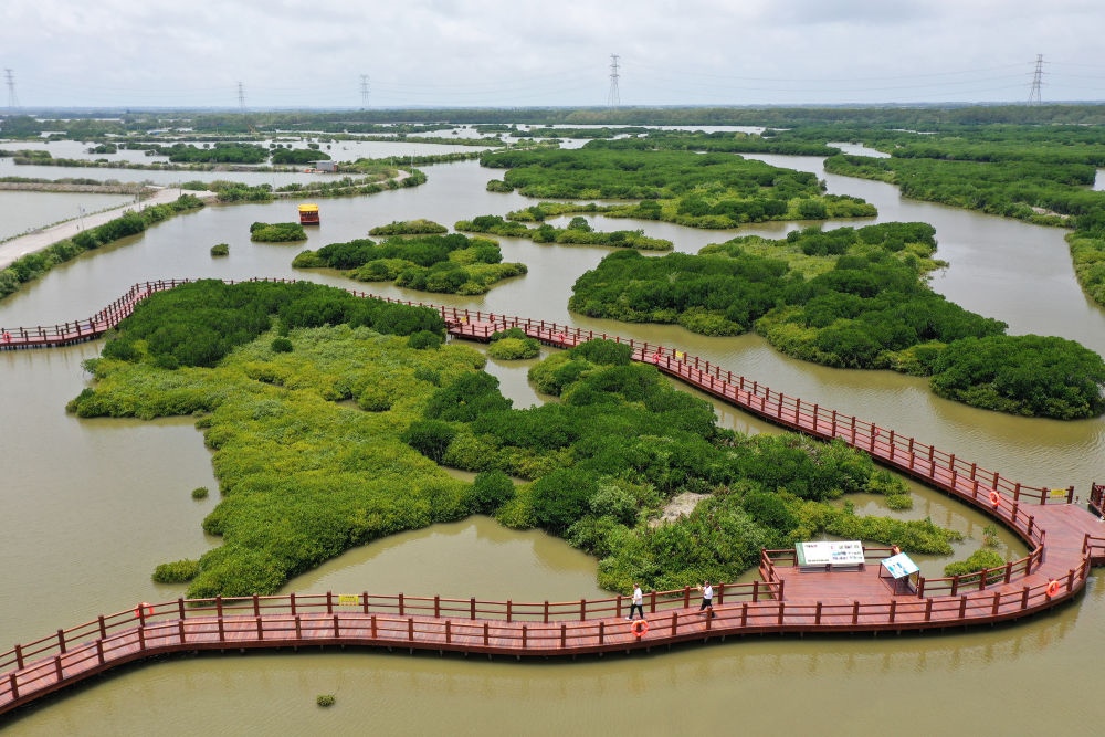在廣東省湛江市金牛島拍攝的紅樹林（2023年5月25日攝，無人機照片）。