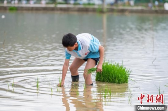 圖為5月21日，一名學(xué)生在綏陽縣旺草萬畝大壩體驗(yàn)插秧。唐哲 攝