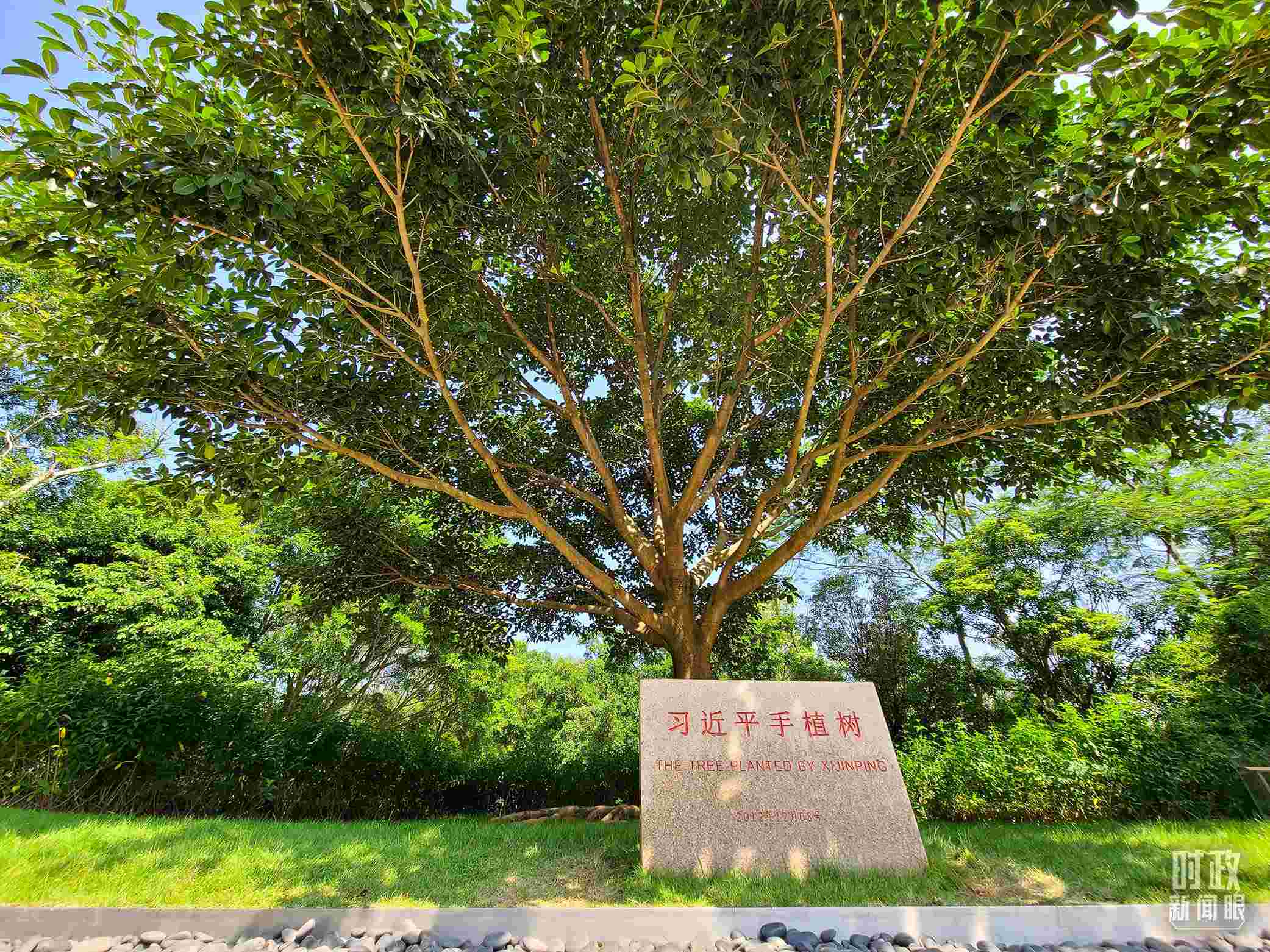 習(xí)近平2012年在深圳蓮花山公園種下的高山榕樹(shù)已枝繁葉茂。（總臺(tái)央視記者趙化拍攝）