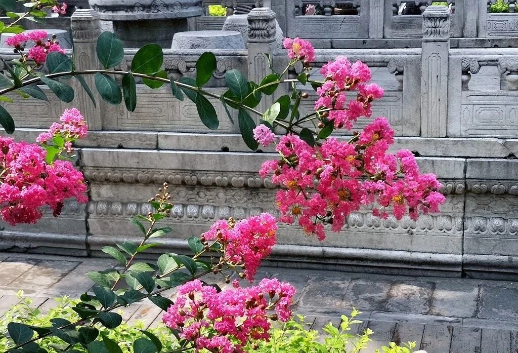 夏天的故宮一角。故宮博物院供圖