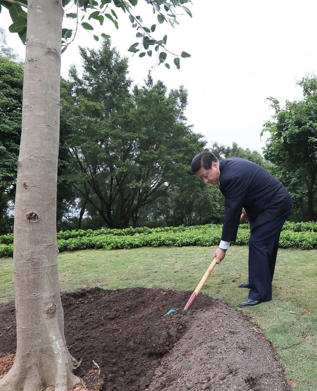 2012年12月8日，習近平在深圳蓮花山公園種下一棵高山榕樹。