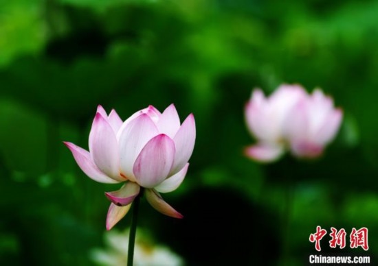6月19日，時(shí)值一年畢業(yè)季，四川大學(xué)望江校區(qū)荷花池里的荷花盛開，成為了畢業(yè)生們的打卡圣地，吸引了眾多畢業(yè)生拍照留念。圖為盛開的荷花。中新社記者 安源 攝