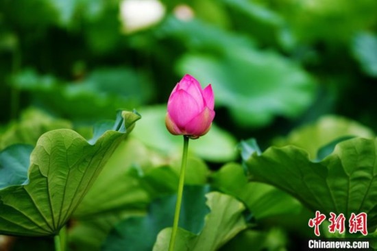 6月19日，時(shí)值一年畢業(yè)季，四川大學(xué)望江校區(qū)荷花池里的荷花盛開，成為了畢業(yè)生們的打卡圣地，吸引了眾多畢業(yè)生拍照留念。圖為含苞待放的荷花。中新社記者 安源 攝
