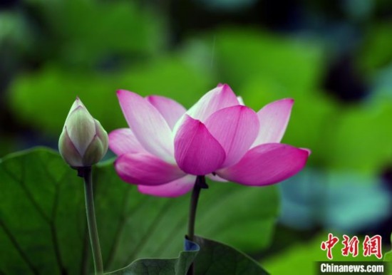 6月19日，時(shí)值一年畢業(yè)季，四川大學(xué)望江校區(qū)荷花池里的荷花盛開，成為了畢業(yè)生們的打卡圣地，吸引了眾多畢業(yè)生拍照留念。圖為盛開的荷花。中新社記者 安源 攝