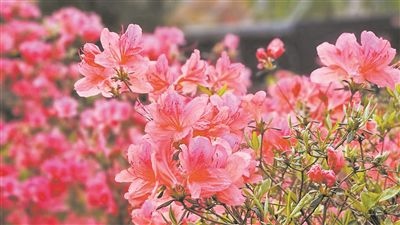 井岡山大學(xué)北區(qū)的生物園內(nèi)，一叢叢映山紅競(jìng)相怒放。井岡山大學(xué)供圖