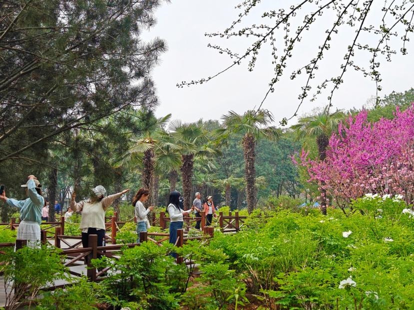 在河南省洛陽(yáng)市中國(guó)國(guó)花園，游客漫步花海、自拍留念。人民網(wǎng) 王雅蝶攝