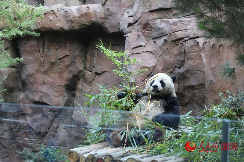 2、“云川”和“鑫寶”落戶圣迭戈動(dòng)物園，開啟了新一輪中美大熊貓保護(hù)合作。 人民網(wǎng)記者 李志偉攝 (1)