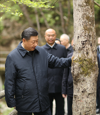 2020年4月，習(xí)近平總書記來到位于商洛市柞水縣的秦嶺牛背梁國家級自然保護(hù)區(qū)，考察秦嶺生態(tài)保護(hù)情況。新華社記者 鞠鵬 攝