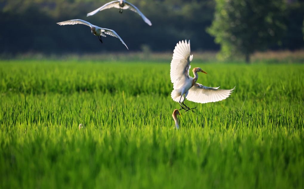 2023年8月7日，鷺鳥(niǎo)在山東省臨沂市郯城縣郯城街道水稻田間飛舞。新華社發(fā)（張春雷 攝）