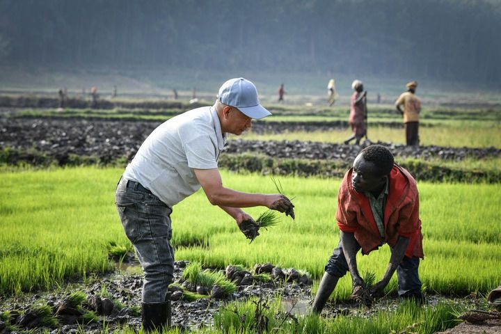 2024年8月14日，在盧旺達(dá)南方省胡耶區(qū)的中國(guó)援盧旺達(dá)農(nóng)業(yè)技術(shù)示范中心，水稻專家鄭瑞金（左）在稻田里指導(dǎo)當(dāng)?shù)氐巨r(nóng)進(jìn)行秧苗移栽。新華社記者 韓旭 攝