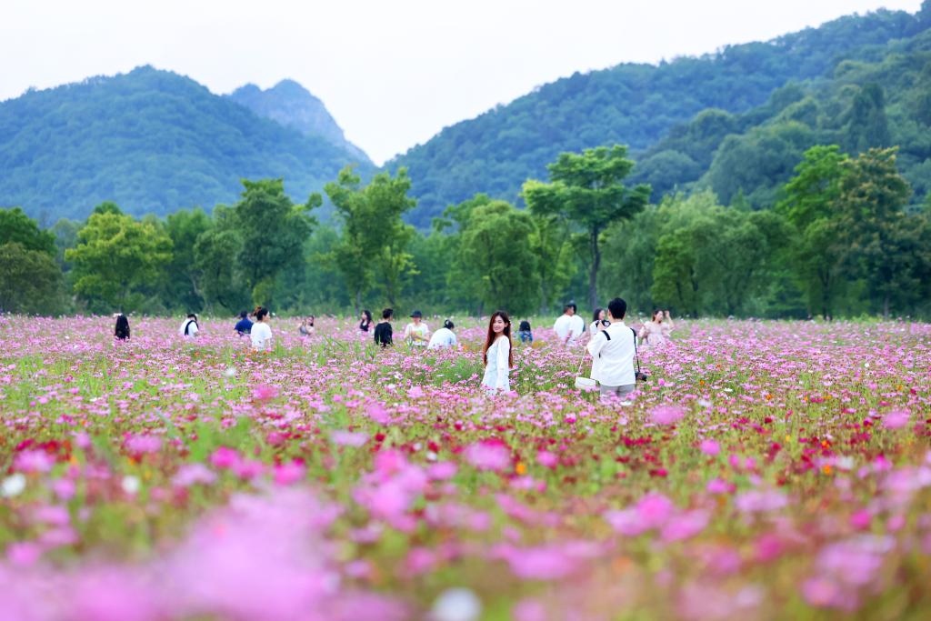 6月8日，游人在浙江省杭州市西湖區(qū)雙浦鎮(zhèn)銅鑒湖畔的花海中游覽。新華社發(fā)（周方玲 攝）