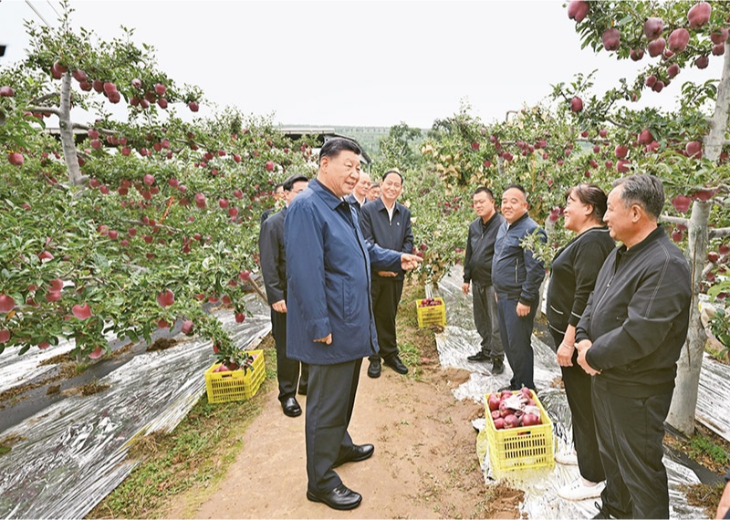 2024年9月10日至13日，中共中央總書記、國家主席、中央軍委主席習近平在甘肅考察。這是11日上午，習近平在天水市麥積區(qū)南山花牛蘋果基地考察時，走進果林了解相關(guān)種植、技術(shù)和管理情況。 新華社記者 謝環(huán)馳/攝
