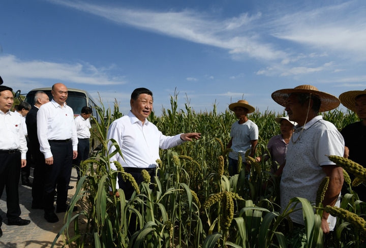 2021年9月13日至14日，中共中央總書記、國家主席、中央軍委主席習(xí)近平在陜西省榆林市考察。這是13日下午，習(xí)近平在米脂縣銀州街道高西溝村臨時下車，察看糧食作物長勢，同正在田間勞作的老鄉(xiāng)拉家常。新華社記者 李學(xué)仁 攝